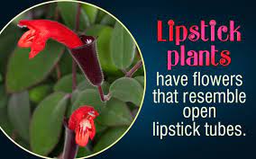 Lipstick Plant