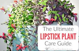 Caring for Lipstick Plants