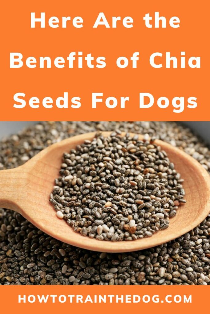 Benefits of Chia Seeds for Dogs