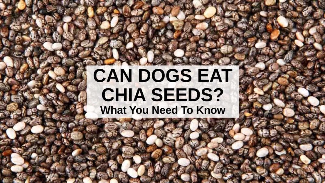 can dogs eat chia seeds