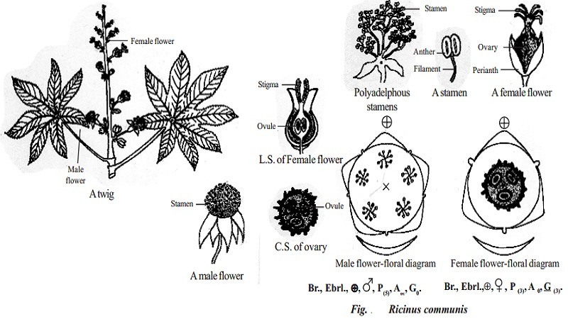 Ricinus Oil