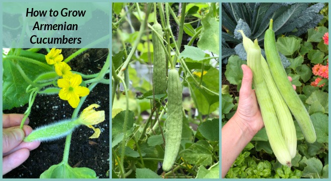 How to grow Armenian cucumber