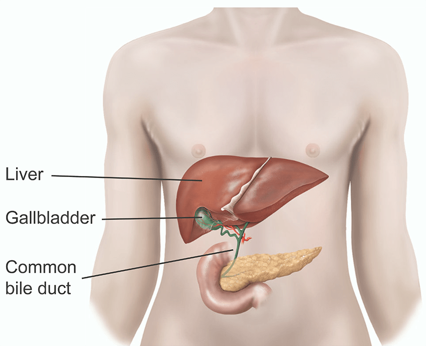 Gallbladder and Its Functions