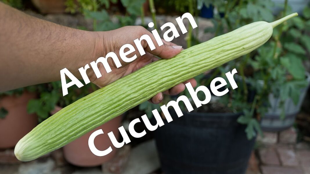 Armenian Cucumber