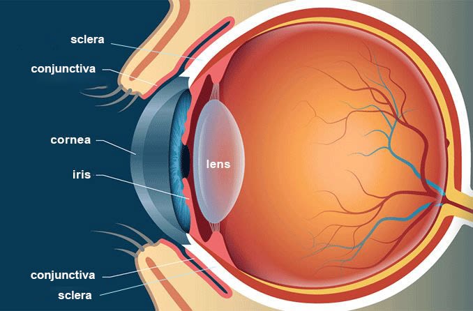 Eye structure