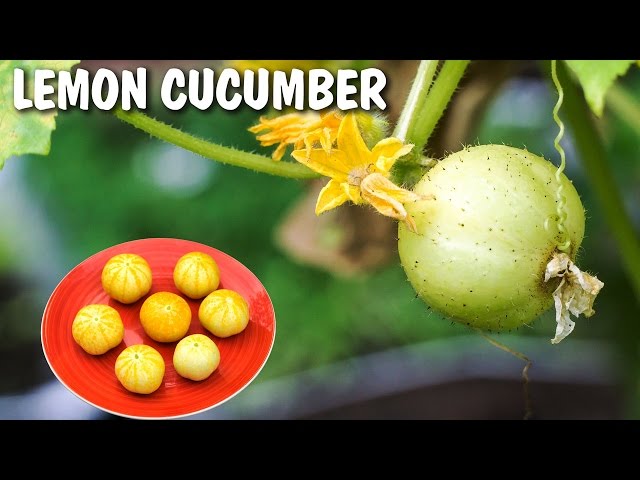 Lemon Cucumber