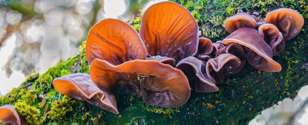 What Are Wood Ear Mushrooms?